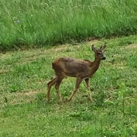 Le Puy D'ance Chastreix