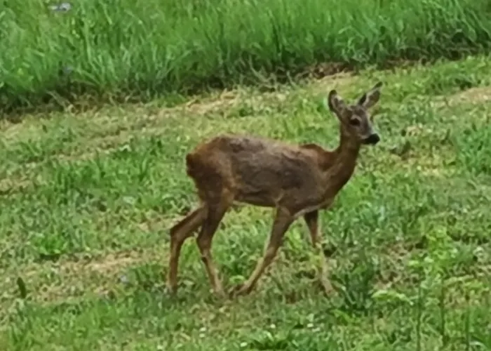 Le Puy D'ance Chastreix